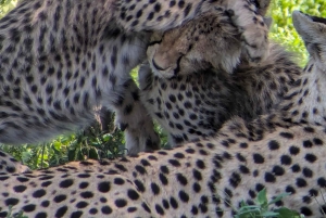 Arusha: 4 giorni di safari nel Serengeti e nel cratere del Ngorongoro