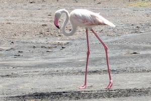 Arusha: 4 giorni di safari nel Serengeti e nel cratere del Ngorongoro