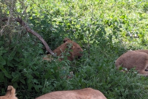 Arusha: 4 giorni di safari nel Serengeti e nel cratere del Ngorongoro