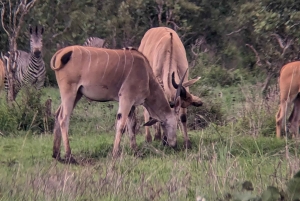 Arusha: 4 giorni di safari nel Serengeti e nel cratere del Ngorongoro