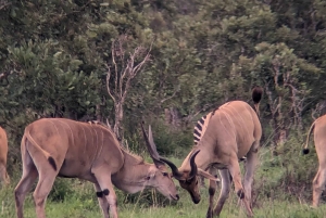 Arusha: 4 giorni di safari nel Serengeti e nel cratere del Ngorongoro