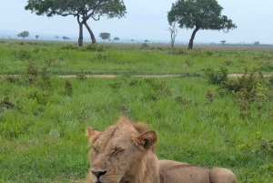 Arusha: 4 giorni di safari nel Serengeti e nel cratere del Ngorongoro