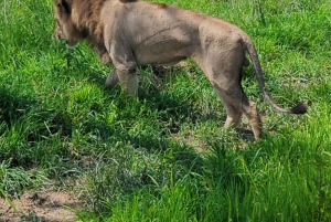 Arusha: 4 giorni di safari nel Serengeti e nel cratere del Ngorongoro