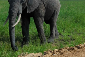 Arusha: 4 giorni di safari nel Serengeti e nel cratere del Ngorongoro