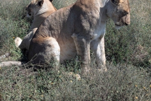 Arusha: 4 giorni di safari nel Serengeti e nel cratere del Ngorongoro