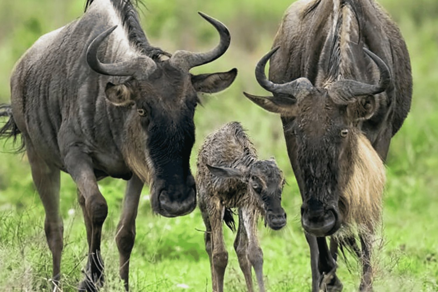Arusha: 5-Day Great Migration Calving season Safari