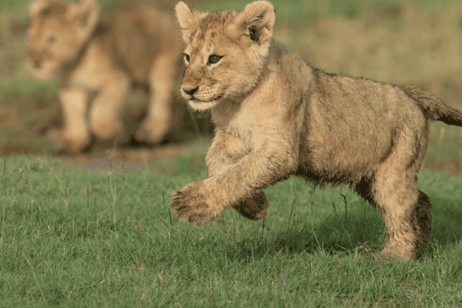 アルーシャ：大移動の子牛の季節サファリ 5日間