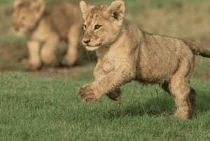 Arusha: 5-Day Great Migration Calving season Safari