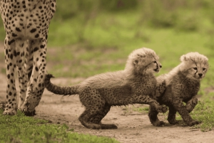 Arusha: 5-Day Great Migration Calving season Safari
