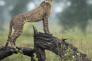 Arusha: 5-Day Great Migration Calving season Safari