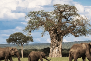 Arusha: 5-Day Great Migration Calving season Safari