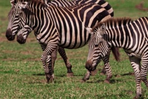 Arusha: 5-Day Great Migration Calving season Safari