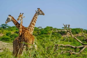 Arusha: 5-Day Joining Safari with Mount Kilimanjaro Day Hike