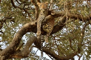 Arusha: 5-Day Joining Safari with Mount Kilimanjaro Day Hike