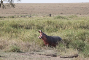 Arusha: 5-Day Joining Safari with Mount Kilimanjaro Day Hike