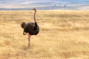 Arusha: 5-Day Joining Safari with Mount Kilimanjaro Day Hike