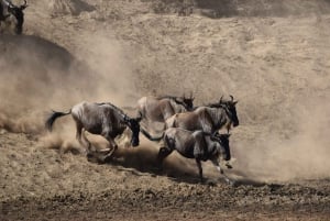 Arusha: 5-Day Joining Safari with Mount Kilimanjaro Day Hike