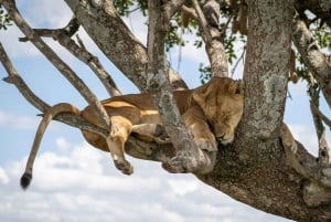 Arusha: 5-Day Joining Safari with Mount Kilimanjaro Day Hike