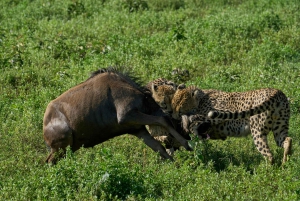 Arusha: 5-Day Joining Safari with Mount Kilimanjaro Day Hike