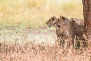 Arusha: 5-Day Joining Safari with Mount Kilimanjaro Day Hike