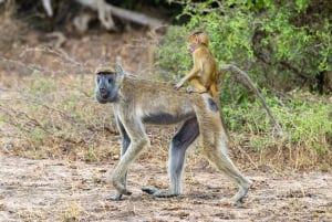 Arusha: 5-Day Joining Safari with Mount Kilimanjaro Day Hike