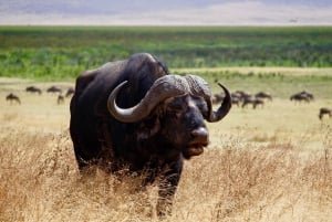 Arusha: 5-Day Joining Safari with Mount Kilimanjaro Day Hike