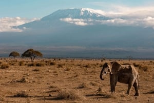 Arusha: 5-Day Joining Safari with Mount Kilimanjaro Day Hike