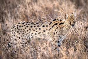 Arusha: 5-Day Joining Safari with Mount Kilimanjaro Day Hike