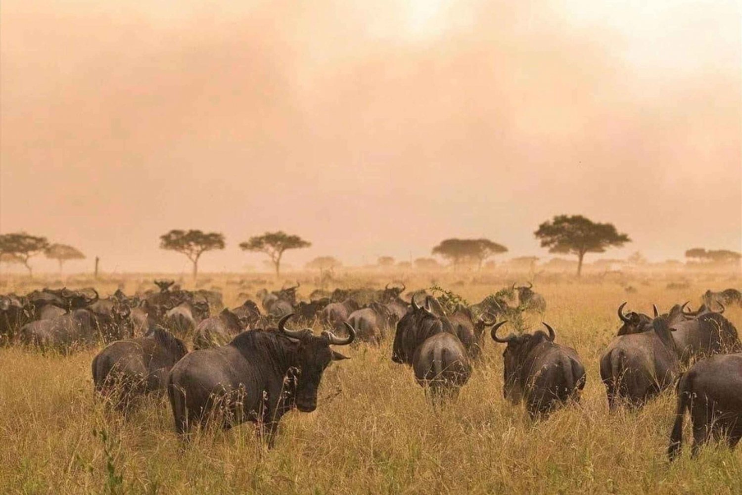 Arusha: 5 dagers felles safari i den nordlige delen av Tanzania