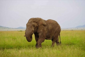 Arusha: 5 päivän yhteinen safari Tansanian pohjoisessa piirissä.