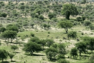 Arusha: 5 päivän maasai-kulttuurikokemus ja safari