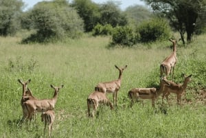 Arusha: 5 päivän maasai-kulttuurikokemus ja safari