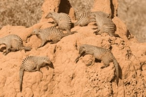 Arusha: 5 päivän maasai-kulttuurikokemus ja safari