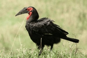 Arusha: 5 päivän maasai-kulttuurikokemus ja safari
