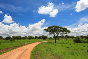 Arusha: 5 päivän maasai-kulttuurikokemus ja safari