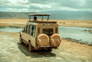 Arusha: 5-dniowe safari w Serengeti w sezonie wycieleń w Ndutu