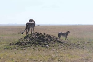 Arusha : 5 päivän safariseikkailu ja Kilimanjaron kiipeäminen