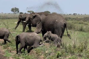 Arusha : 5 päivän safariseikkailu ja Kilimanjaron kiipeäminen