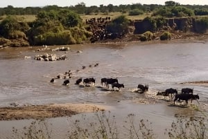 Arusha : 5 päivän safariseikkailu ja Kilimanjaron kiipeäminen