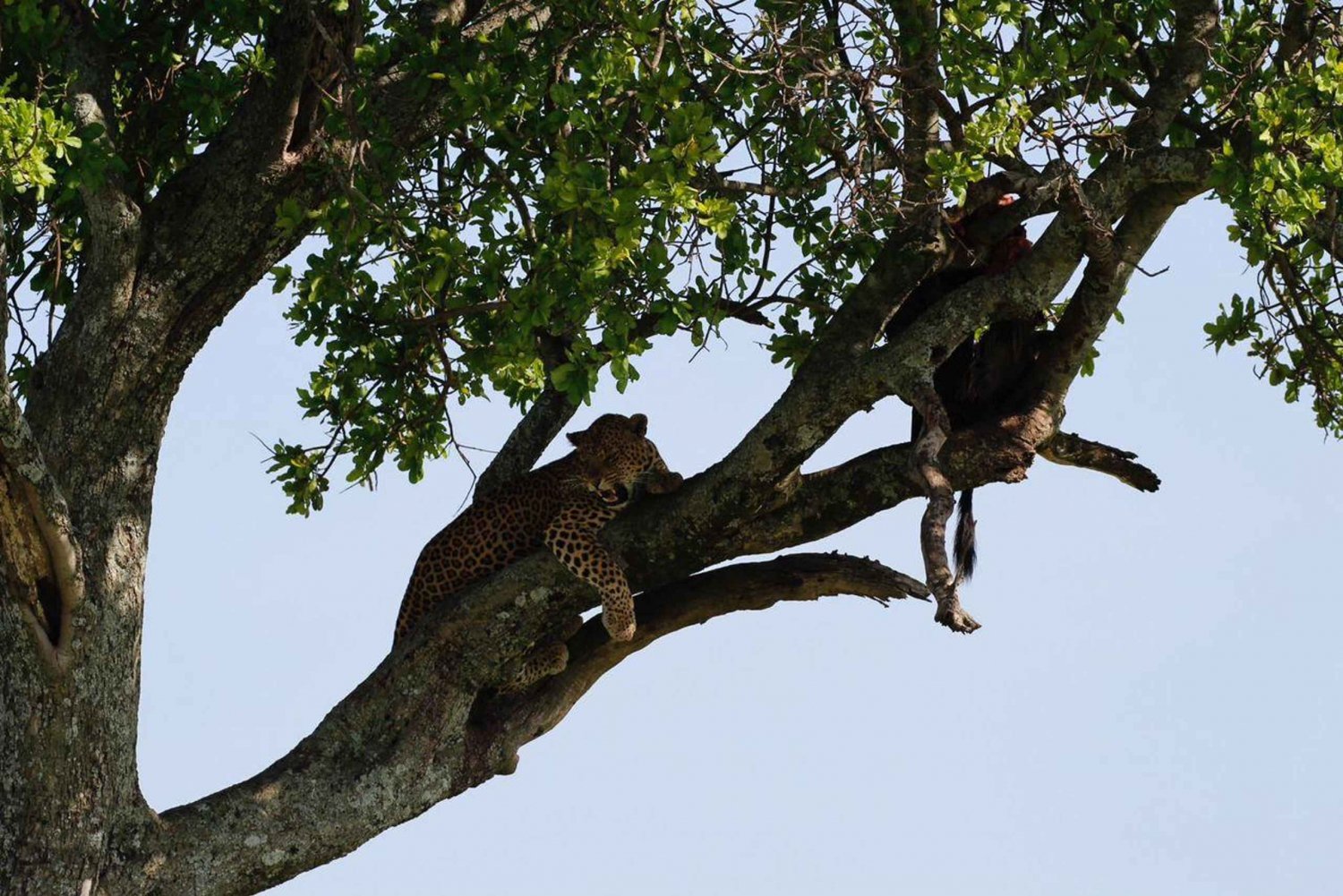 Arusha: 5-daagse safari naar Tarangire, Lake Manyara en ...