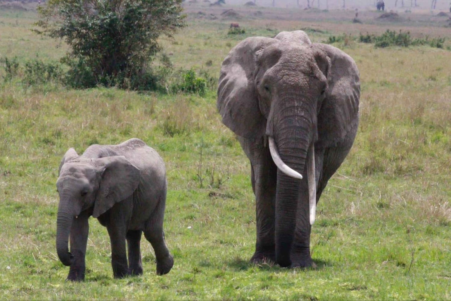 Аруша: 5-дневное сафари в Тарангире, озеро Маньяра и…