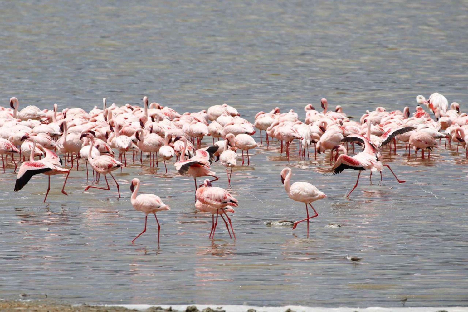 Аруша: 5-дневное сафари в Тарангире, озеро Маньяра и…