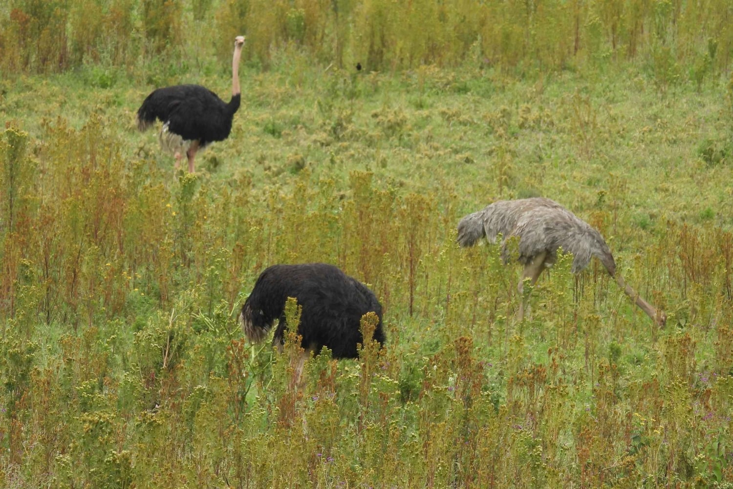 Аруша: 5-дневное сафари в Тарангире, озеро Маньяра и…