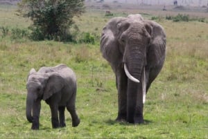 Аруша: 5-дневное сафари в Тарангире, озеро Маньяра и…