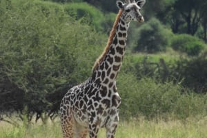 Аруша: 5-дневное сафари в Тарангире, озеро Маньяра и…