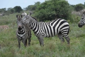 Аруша: 5-дневное сафари в Тарангире, озеро Маньяра и…