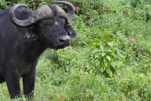 Аруша: 5-дневное сафари в Тарангире, озеро Маньяра и…