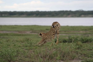 Arusha: 5 päivän safari Tarangireen, Ngorongoroon ja Serengetiin