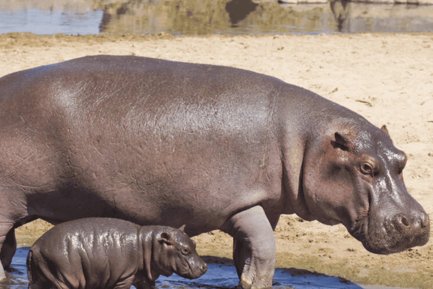 Arusha: 5-dagars safari i Serengeti, Ngorongoro och Natronsjön