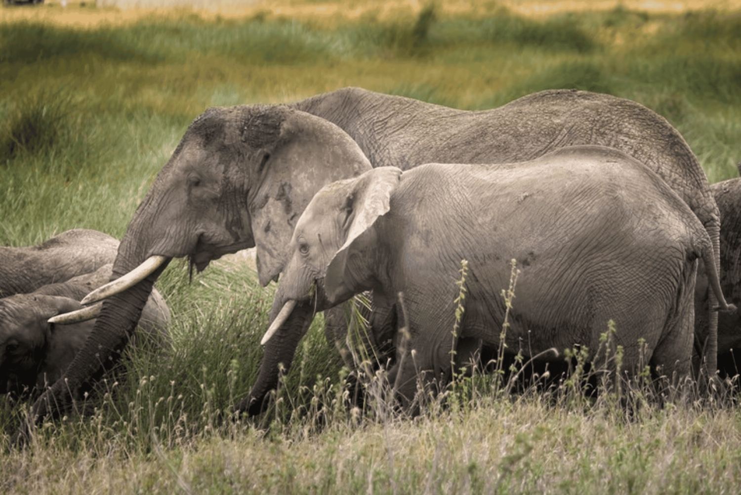 Arusha: 5-dagars safari i Serengeti, Ngorongoro och Natronsjön
